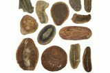 Clearance Lot: Mazon Creek Fossil Nodules - Pieces #252456-1